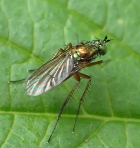 Dolichopus ungulatus